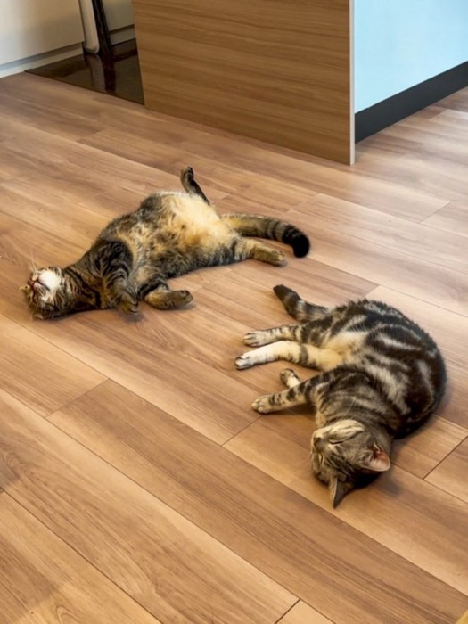 横向きで寝ている猫（手前）とへそ天で寝ている猫（奥）