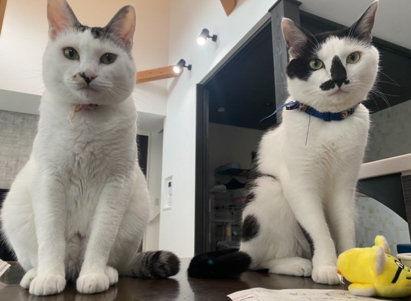 コムギちゃんとダイフクくん