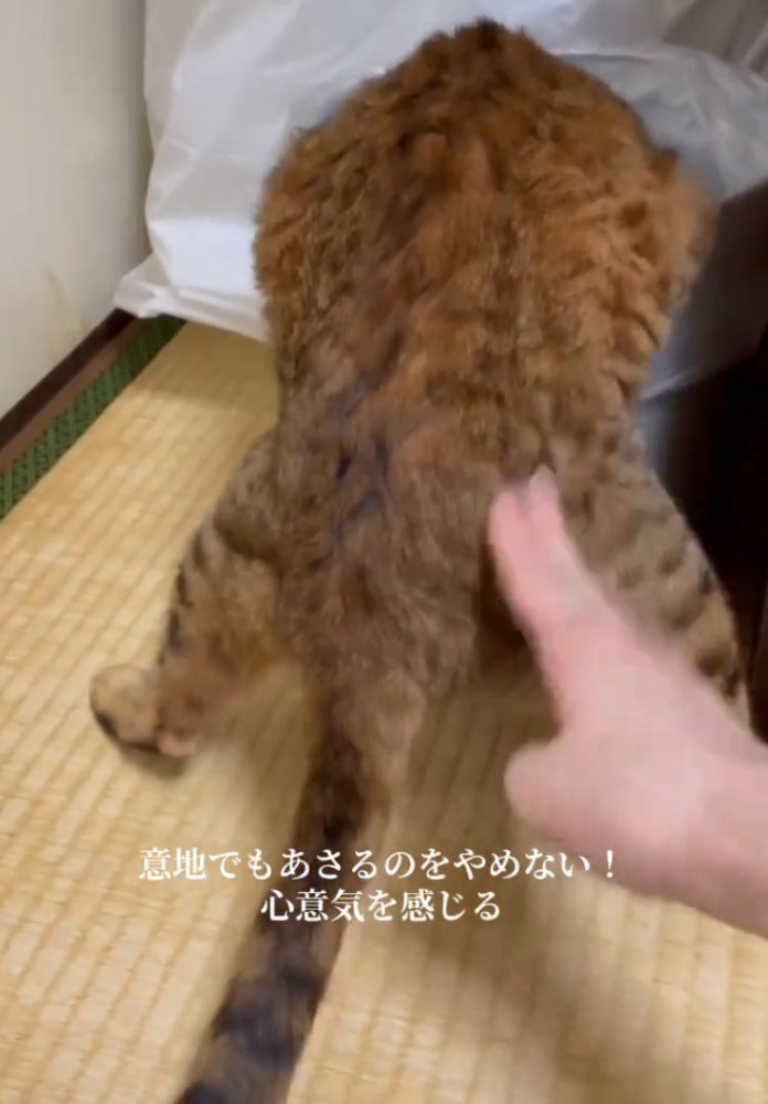 触られても動かない猫