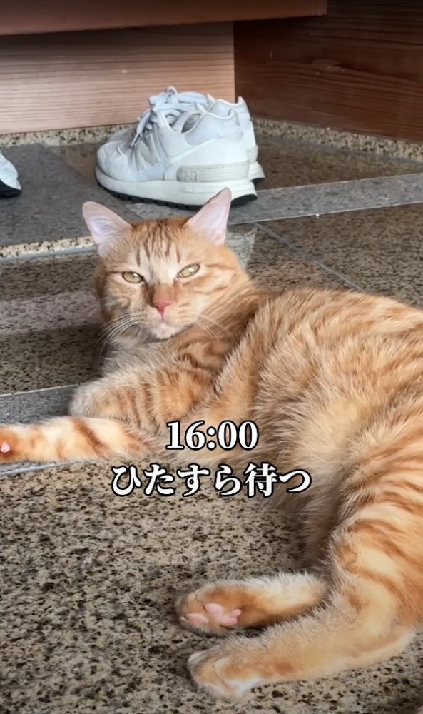 帰宅を待つ猫