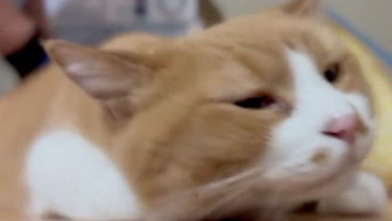 ブラッシングされている猫