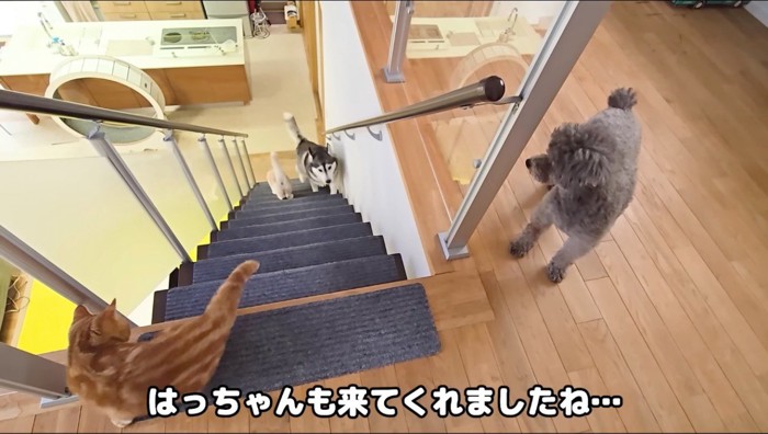 家の中を歩き回る猫と犬