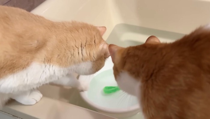 洗面器の中を見つめる2匹の猫