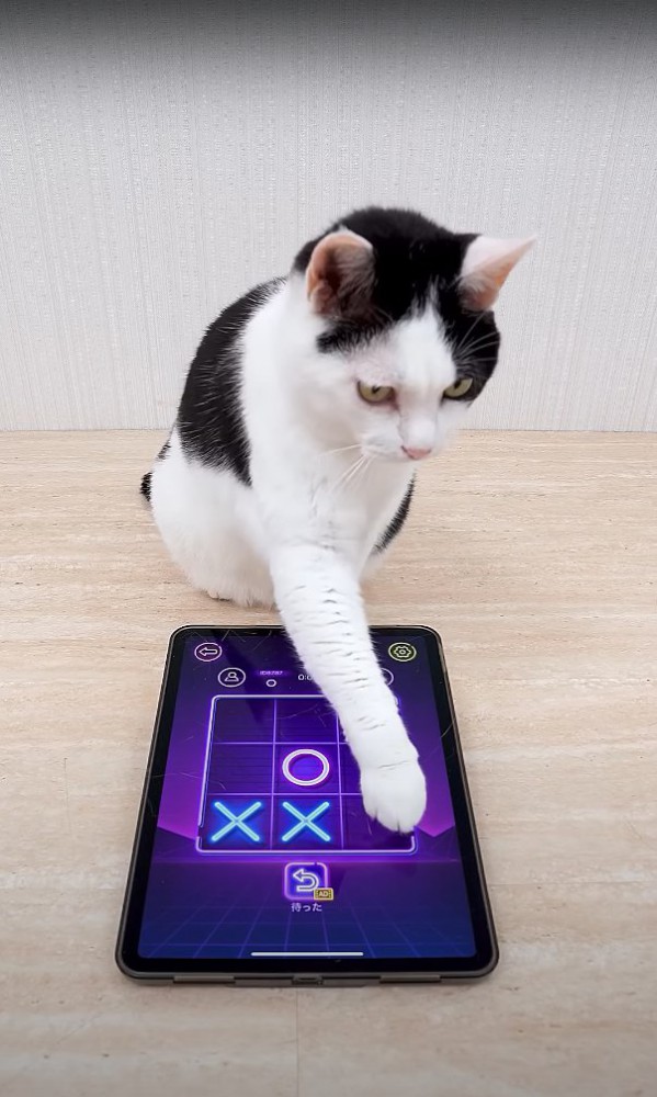 右下の角のマスを触っている猫