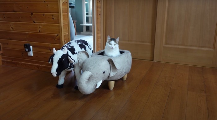 ゾウに入っている猫