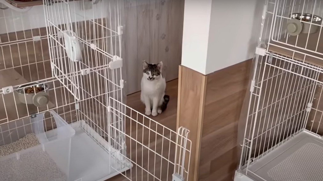 ケージとお座りする猫