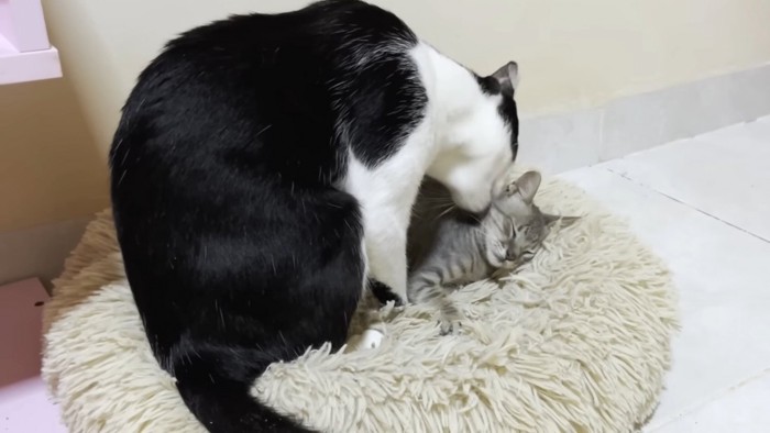 子猫の毛づくろいをする成猫