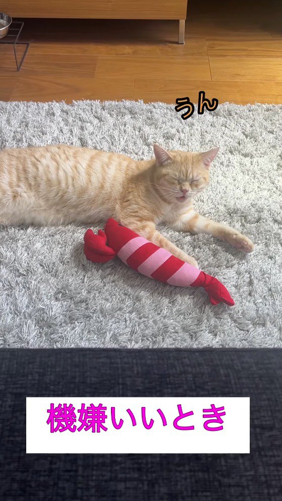 飼い主の問いかけに穏やかな声で返事をする猫