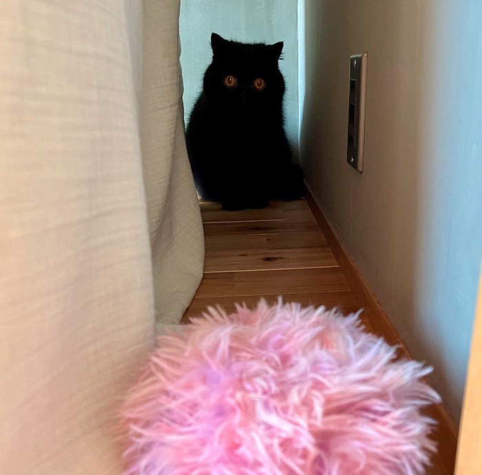 ピンクのぬいぐるみを見つめる猫