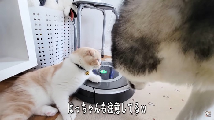 注意される猫