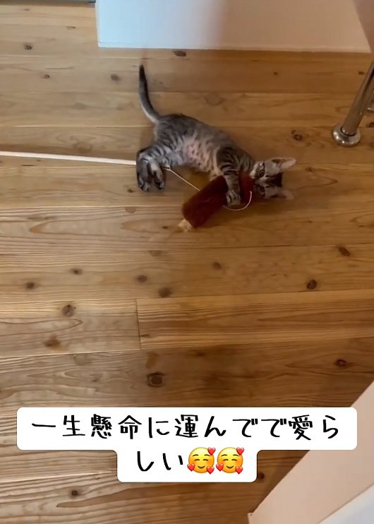 遊ぶ猫