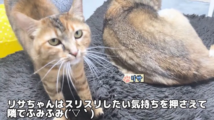 柴犬とキジトラ猫2