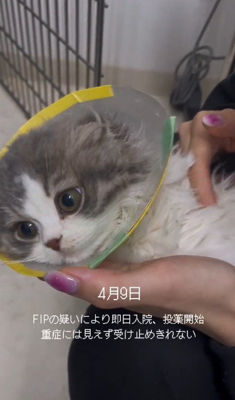 カラーをつけて人に抱かれる猫