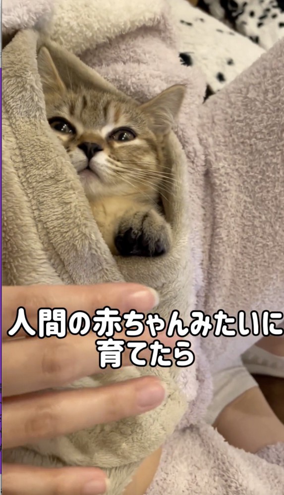 人間のように抱っこされる猫