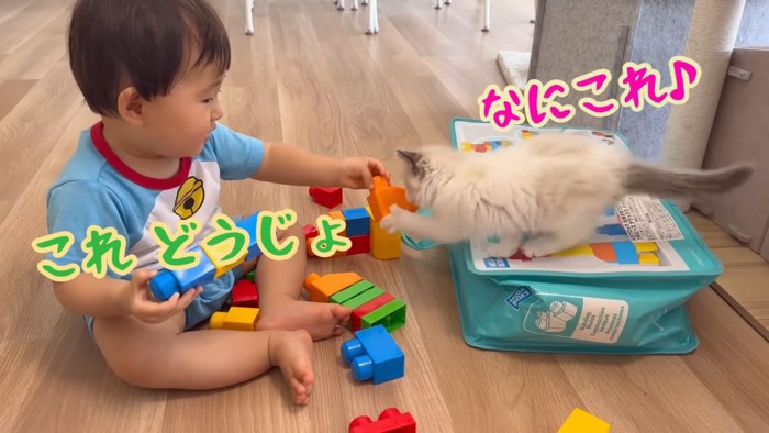 テロップ「これどうじょ」