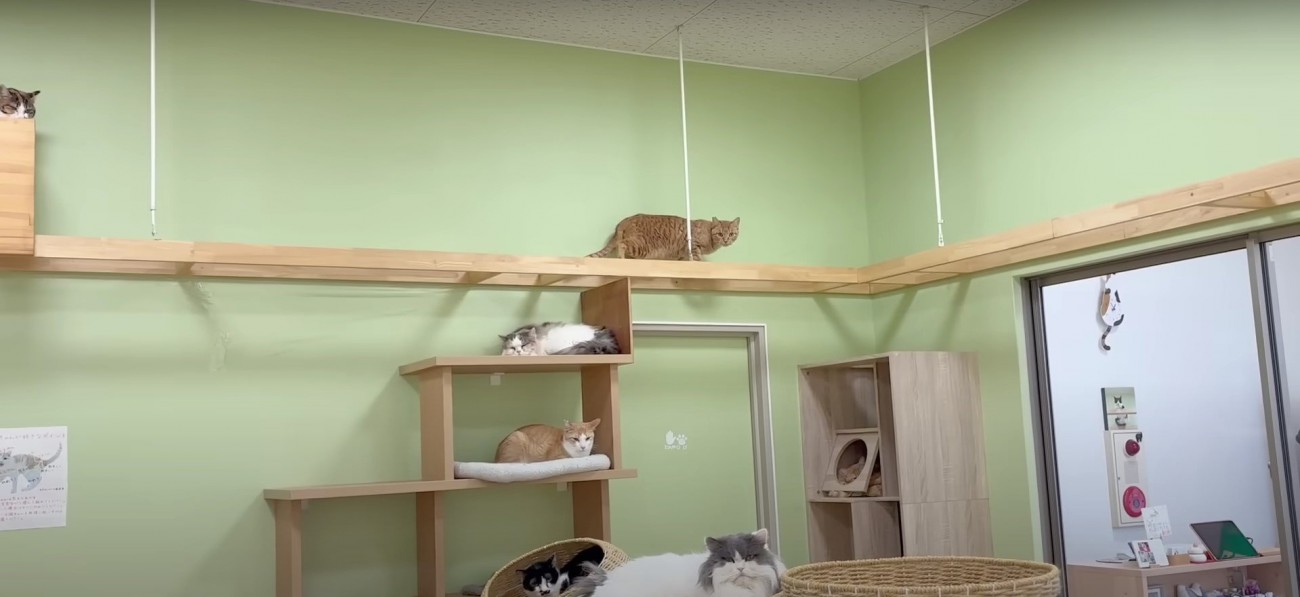 キャットウォークの上の猫