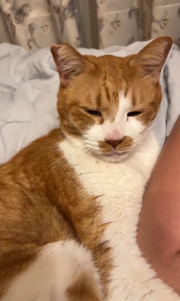 振り向く猫