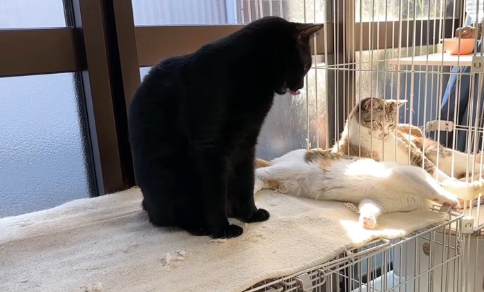 舌を出す黒猫と寝そべる猫2匹