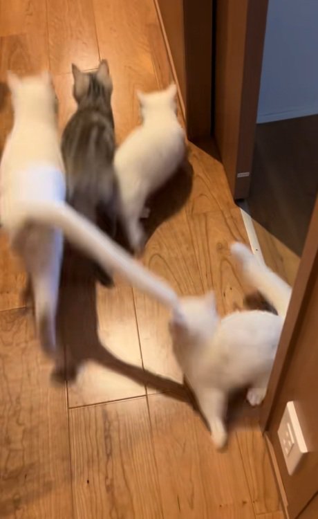 廊下を走っていく6匹の猫
