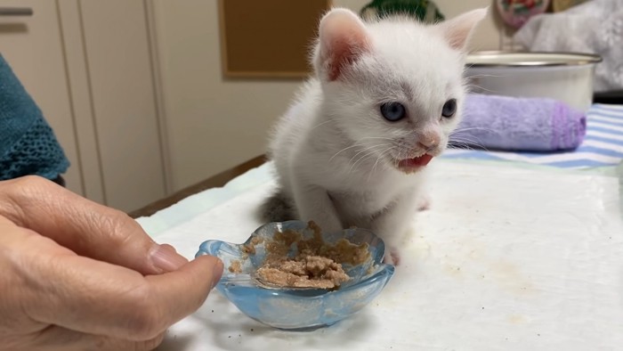 口を開けて座る子猫