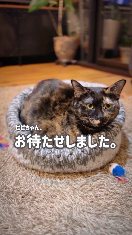 猫ハウスの上に座るサビ猫