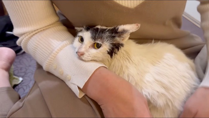 女性に抱っこされて乾かされるぶち猫