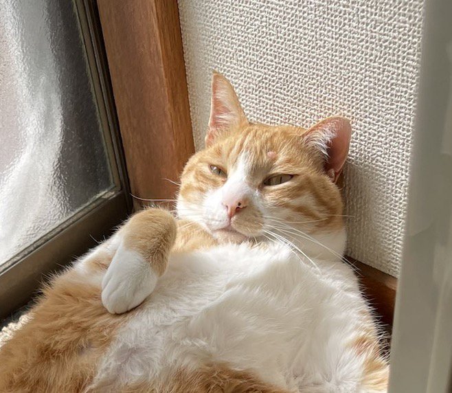 薄目を開ける猫の顔