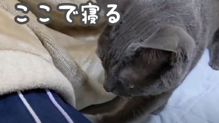 布団に潜り込もうとする猫