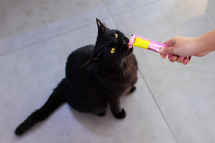 おやつを食べる猫