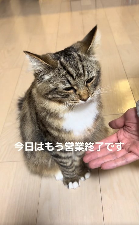 半目になっている猫「今日はもう営業終了です」