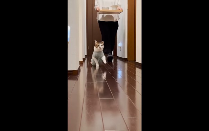 左前足を上げて先導