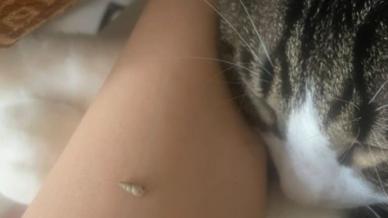 腕まくらしている猫