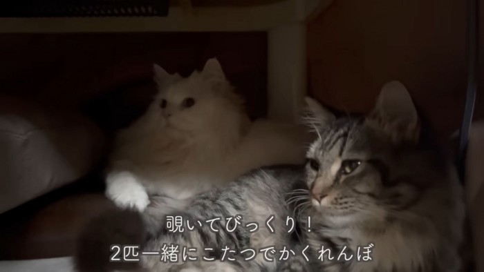 テロップ「覗いてびっくり!」