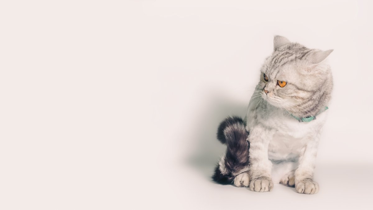 何かに警戒している猫