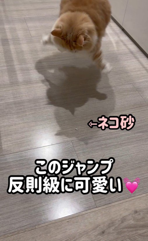 ジャンプをしている猫