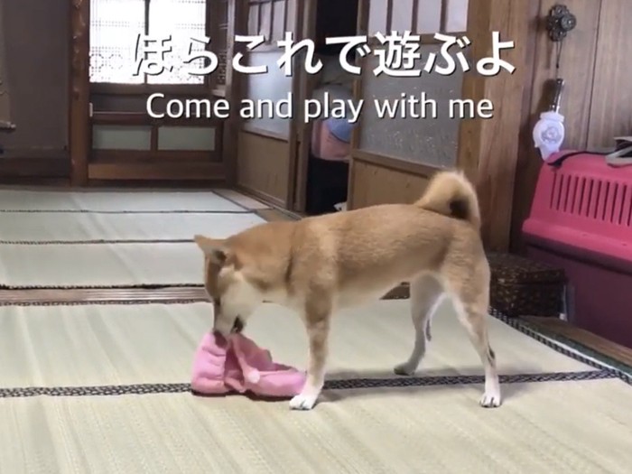 おもちゃを見つけた柴犬