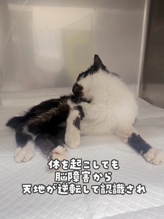 上半身を起こした猫