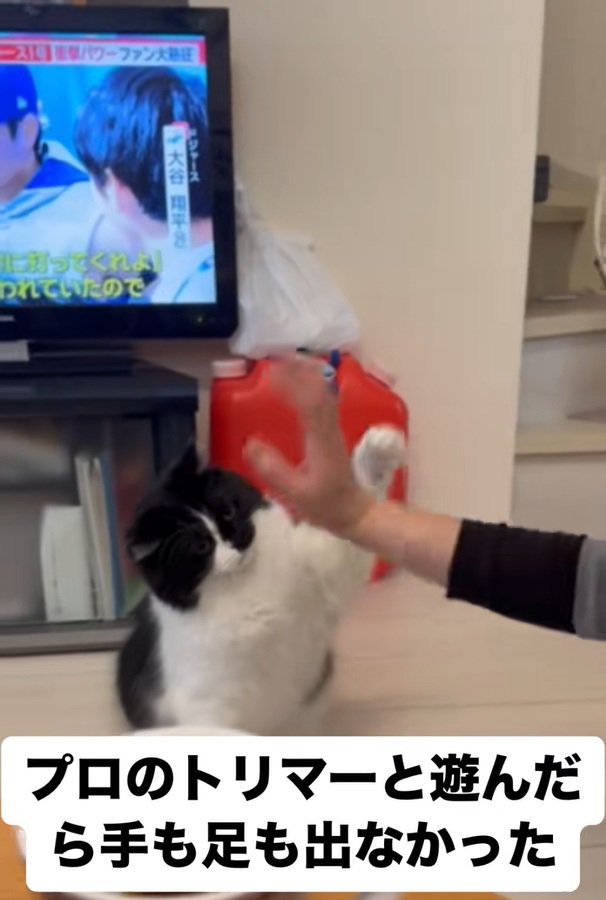 座ってるオレオくん