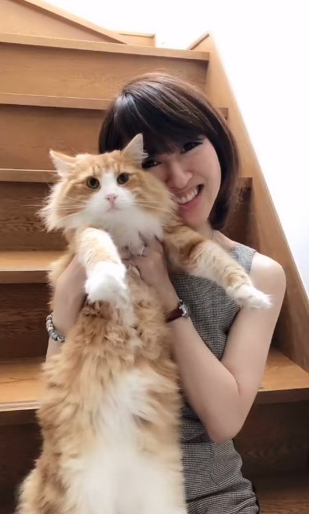 飼い主に上半身を抱えられているノルウェージャンフォレストキャット