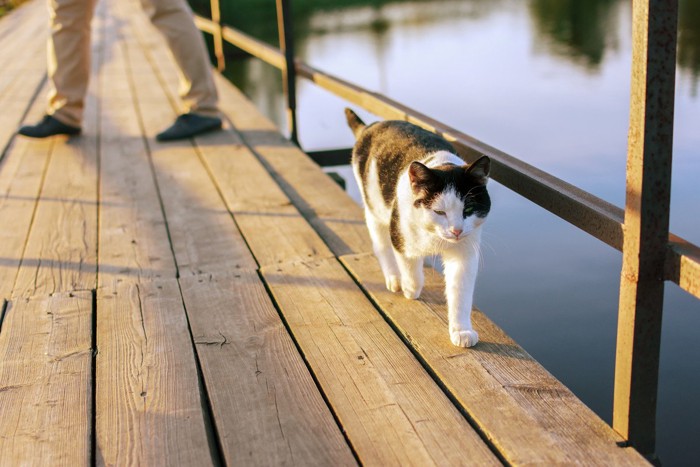 橋を歩く猫