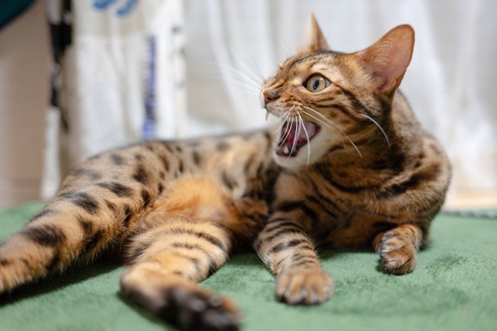 威嚇する猫