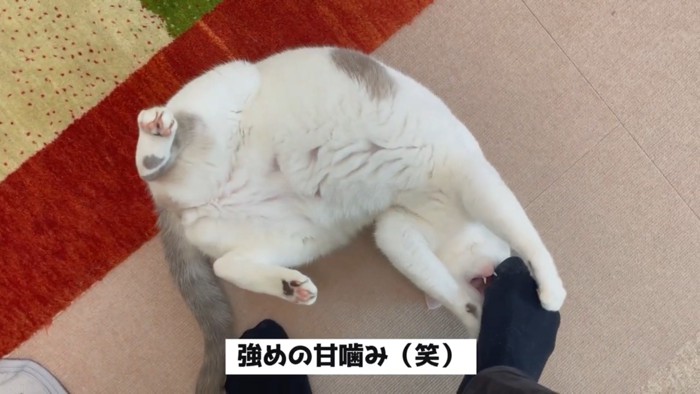 ケリケリがエスカレートして噛み始めるハクちゃん