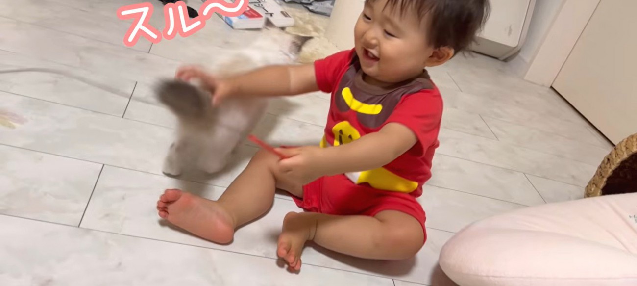 猫じゃらしを持っている赤ちゃんと子猫