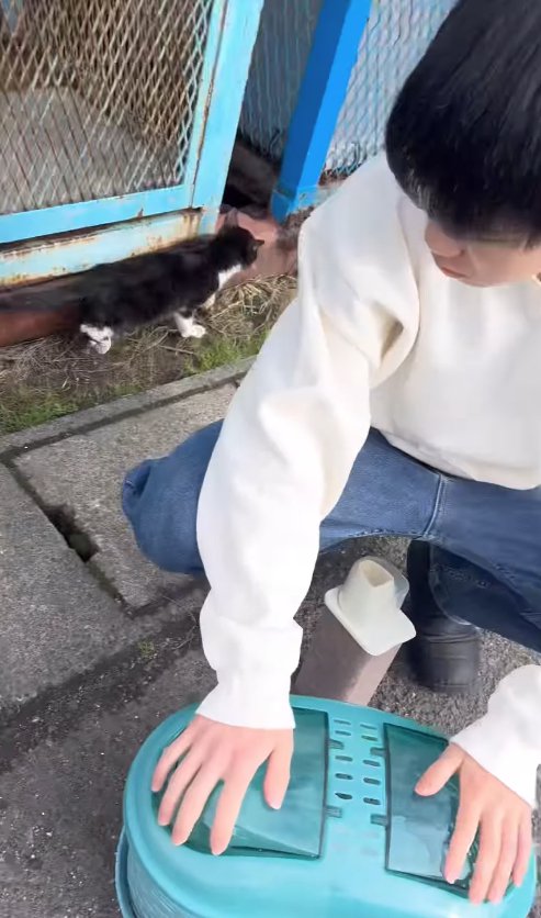 クレートを持った人の後ろを歩き去る子猫