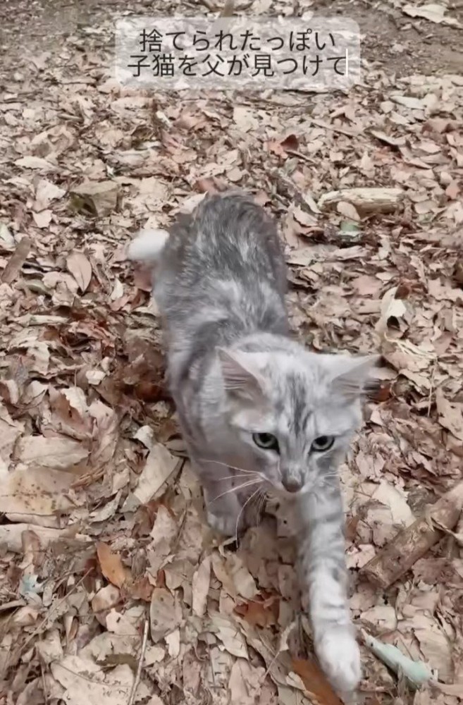 近づいて来る猫