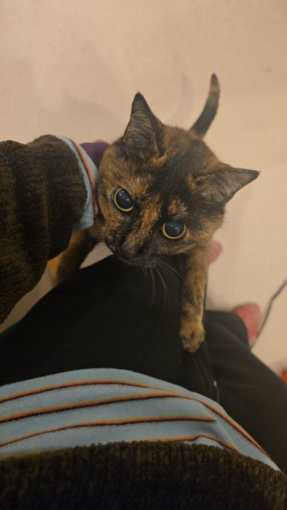 抱っこを求める猫