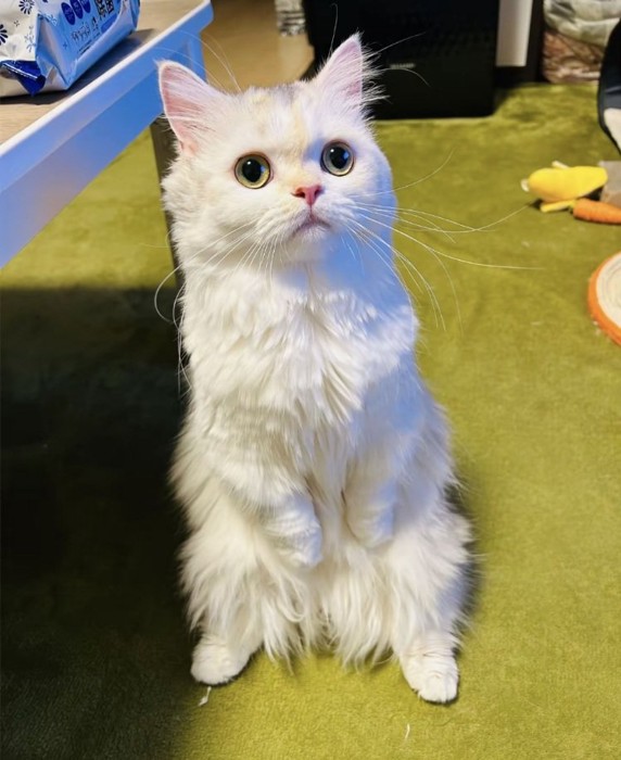 後ろ足でお座りするミヌエット