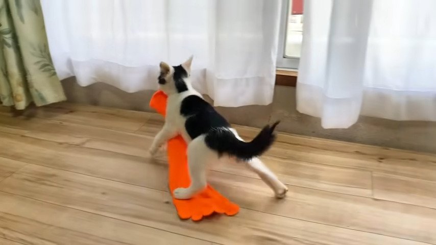 カーテン側に逃げる猫：