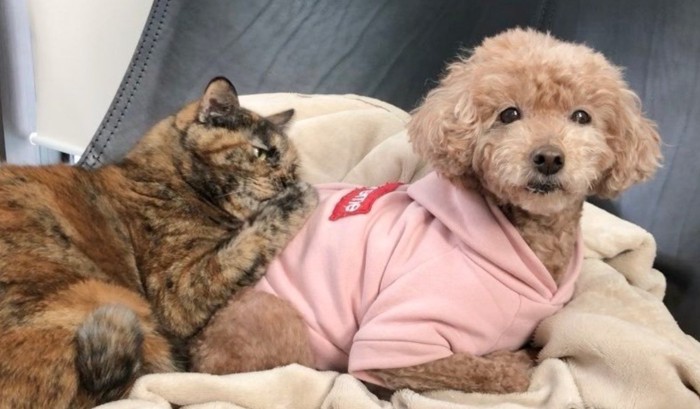 犬に寄り添って眠る猫