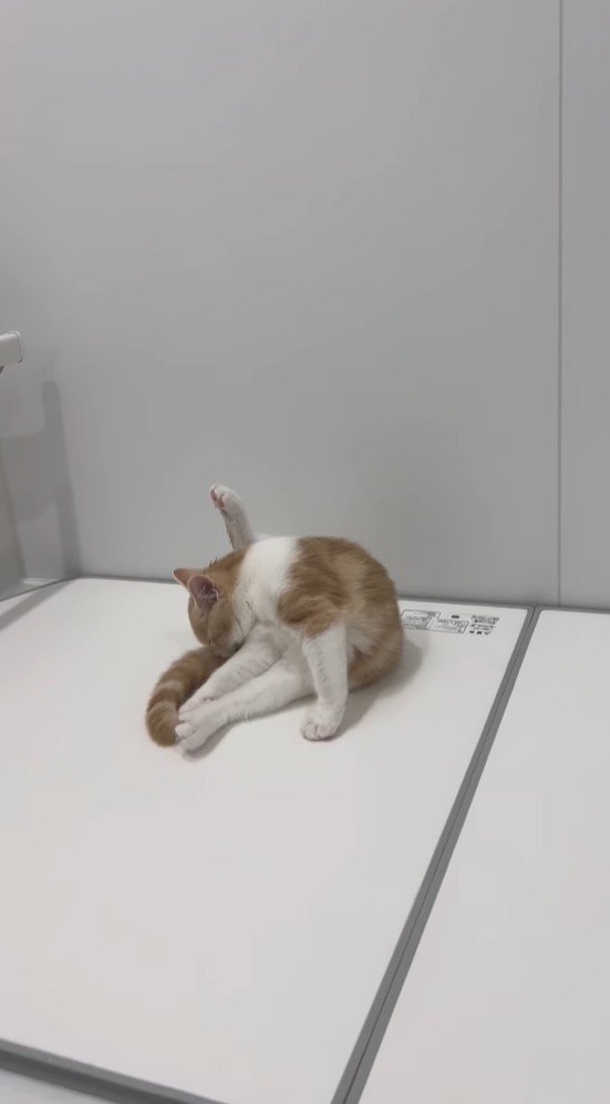 浴槽の蓋の上で毛繕いをする子猫